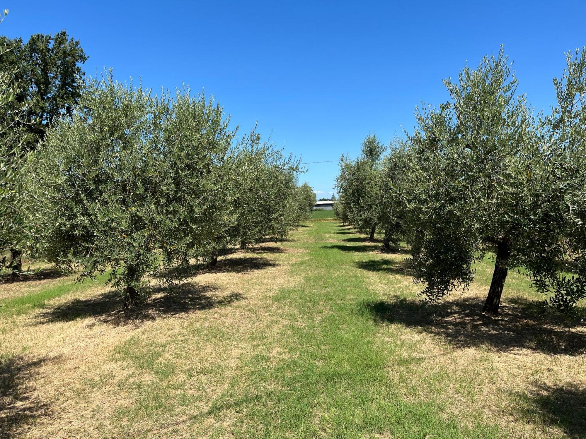 Holiday House La Rosa Terricciola Exterior photo